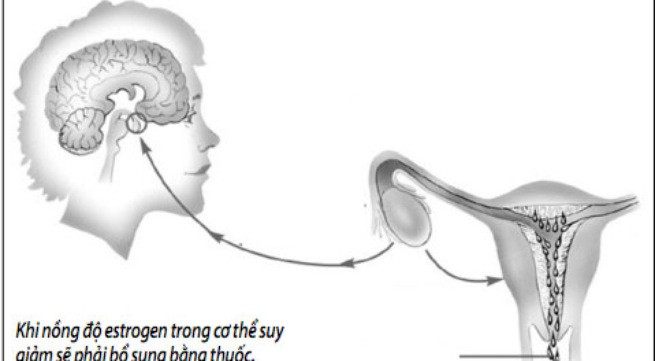 Có nên bổ sung estrogen để trẻ mãi không già?