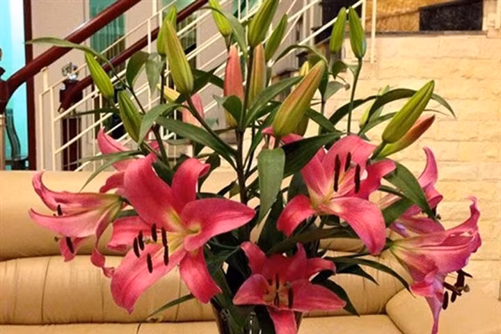 Mách bạn cách giữ hoa tươi lâu héo nhất