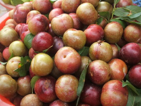 Cách chọn mận ngọt, ngon, không hóa chất đơn giản nhất - Ảnh 1 Cach chon man ngot, ngon, khong hoa chat don gian nhat - Anh 1
