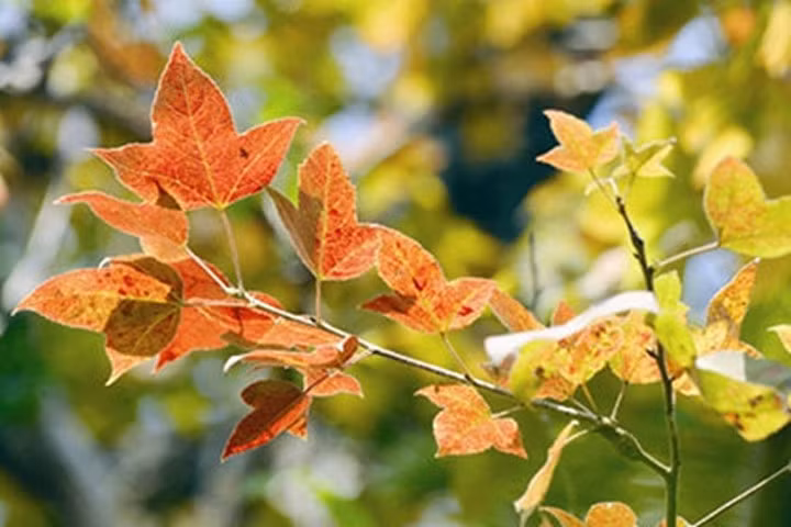 Những mùa thay lá quyến rũ nhất Việt Nam