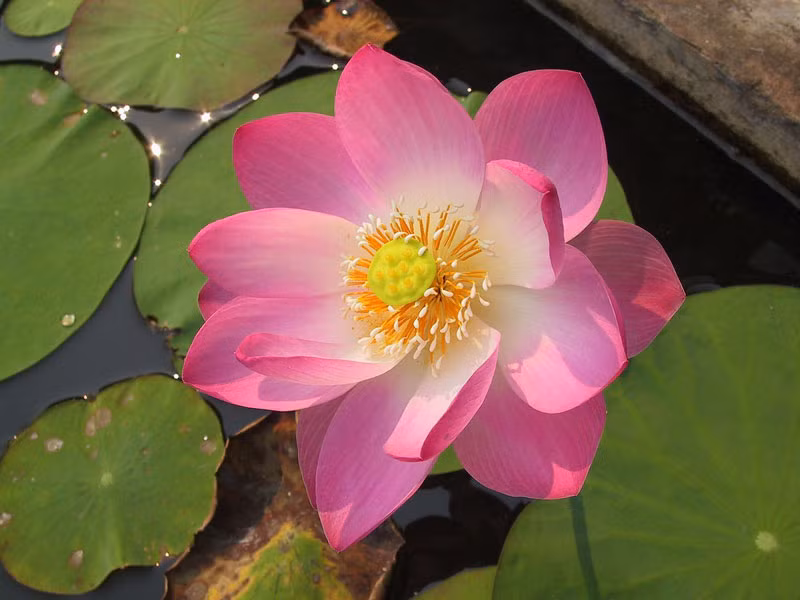 top loai hoa tuyet dep no ro trong chau nuoc tai nha - 5