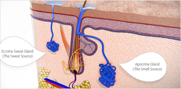 Sự thật: Có rất ít người Nhật Bản bị hôi nách. Và đây là lý do! - Ảnh 1. Sự thật: Có rất ít người Nhật Bản bị hôi nách. Và đây là lý do! - Ảnh 1.