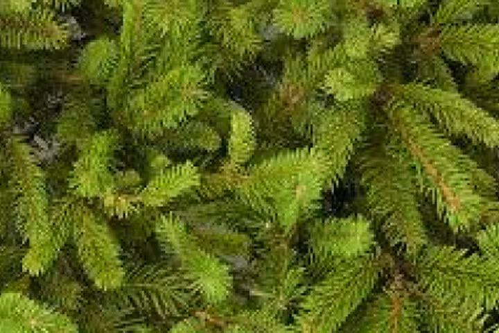 Sản xuất được chất dẻo sinh học từ nguồn nguyên liệu tái tạo