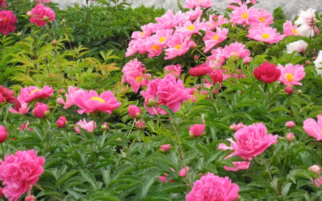 Ky thuat trong cay hoa mau don dep diu dang don Xuan sang - Anh 3