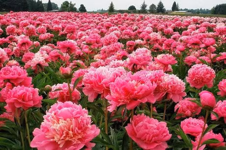 Ky thuat trong cay hoa mau don dep diu dang don Xuan sang - Anh 1