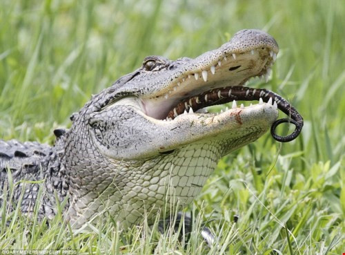 Hãi hùng cảnh cá sấu khổng lồ nghiền nát rùa trong cơn đói - ảnh 2