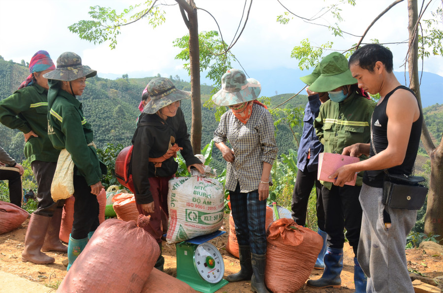 Thương lái vào tận nơi thu mua nông sản cho người dân Chế Á. Thương lái vào tận nơi thu mua nông sản cho người dân Chế Á.