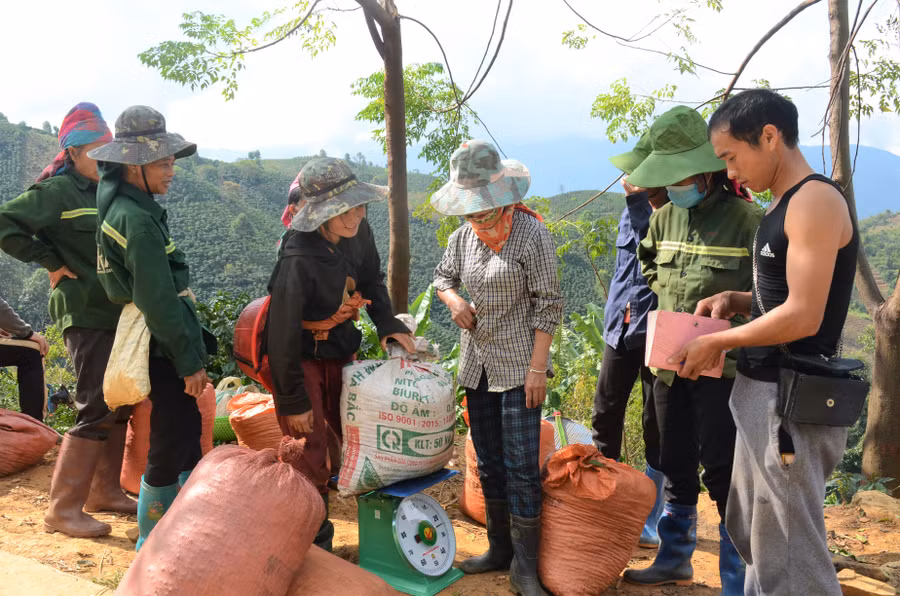 Thương lái vào tận nơi thu mua nông sản cho người dân Chế Á.