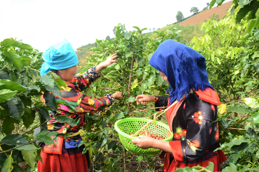 Bà con Chế Á thu hoạch Cà phê.