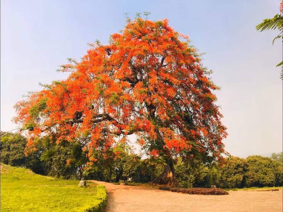 Những cây phượng rực đỏ, tạo thêm điểm nhấn và vẻ hấp dẫn cho "ngọn đồi lửa" lịch sử.