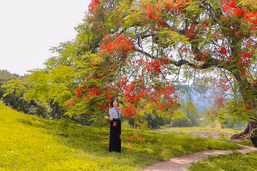 ...cùng hoa phượng.