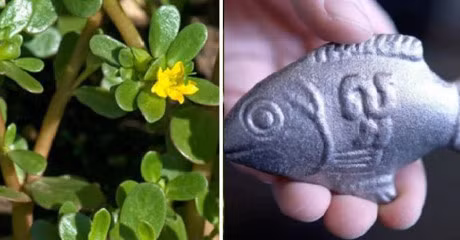 Bo mau cho co the voi 9 loai thuc pham giau sat de tim - Anh 1