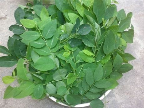 Muốn lợi sữa, mẹ sau sinh nhất định đừng bỏ qua 5 món rau này nhé! - Ảnh 4 Muon loi sua, me sau sinh nhat dinh dung bo qua 5 mon rau nay nhe! - Anh 4