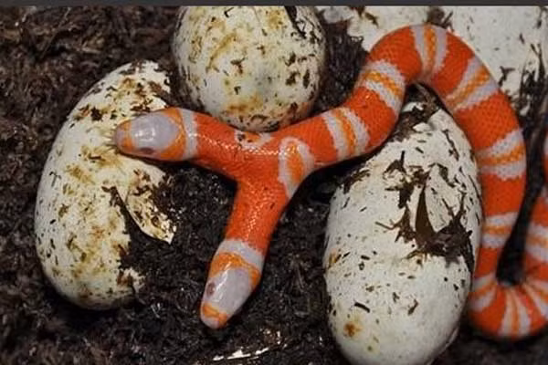 Những chuyện thần bí về loài rắn 5 đầu trên thế giới ảnh 9