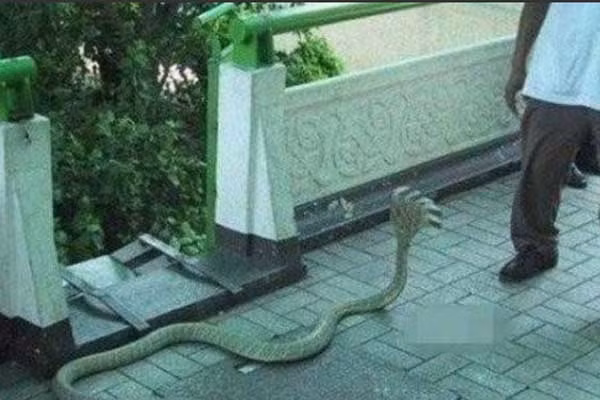 Những chuyện thần bí về loài rắn 5 đầu trên thế giới ảnh 7