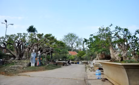 Vuon canh tien ty cua lao nong choi cay noi tieng Ha thanh - Anh 2