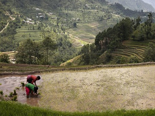 Lúa chống biến đổi khí hậu