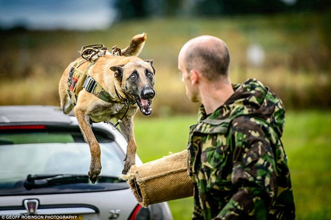 Chú chó Ethel nhảy khỏi nóc xe trong buổi huấn luyện tại căn cứ Brize Norton, hạt Oxfordshire. Khoảnh khắc khác lạ về lực lượng không quân Anh
