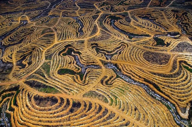 Quang cảnh rừng ở Indonesia bị con người khai thác và lấn át, biến thành nơi trồng cọ.