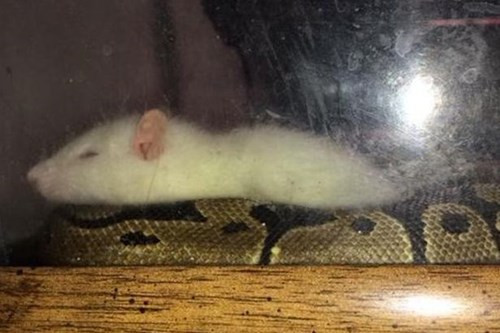 Tinh ban ky la giua tran khong lo va chuot ti hon-Hinh-2