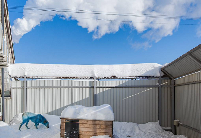Một chú chó lông màu xanh dương tại phòng khám thú y ở Nizhny Novgorod, Nga. Vào ngày 13 tháng 2, 13 con chó hoang với bộ lông màu xanh sáng đã bị bắt tại nhà máy Dzerzhinskoye Orgsteklo [Dzerzhinsk Glass] sản xuất thủy tinh acrylic và axit prussic ở thành phố Dzerzhinsk. Lông của những con chó được thử nghiệm dương tính với sắc tố xanh. Hiện những con chó đang được giám sát tại phòng khám thú y Zoozashchita-NN ở Nizhny Novgorod.