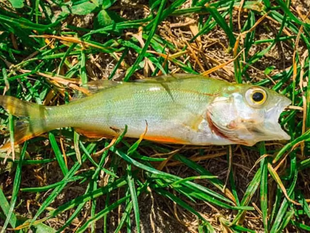 Những con cá theo mưa rơi xuống từ trên trời.