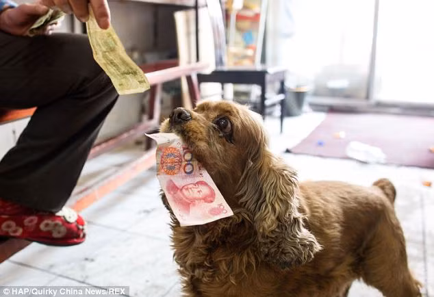 Kỳ lạ chú chó biết tiêu tiền