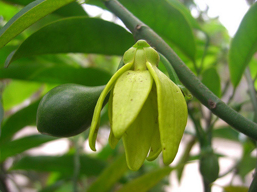 Móng rồng thường nở hoa vào tháng Tư. me