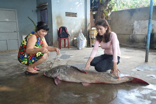 Bắt được cá lăng nặng hơn 40kg trên sông Sêrêpốk ảnh 3 Bắt được cá lăng nặng hơn 40kg trên sông Sêrêpốk ảnh 3