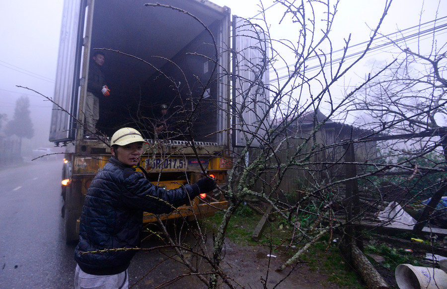 Nhiều người ở Quảng Ninh, Hải Phòng đánh cả xe container lên để mua đào về. Người đàn ông này cho biết, đào Sa Pa đẹp và được nhiều khách hàng ưa chuộng.
