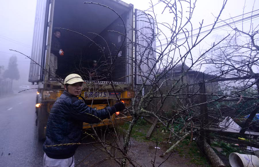 Nhiều người ở Quảng Ninh, Hải Phòng đánh cả xe container lên để mua đào về. Người đàn ông này cho biết, đào Sa Pa đẹp và được nhiều khách hàng ưa chuộng.