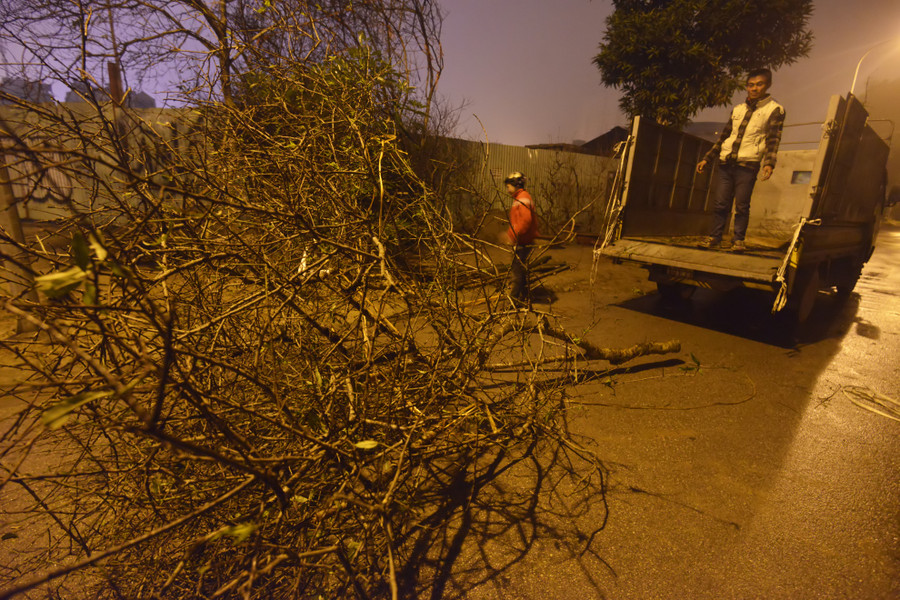 Trong khi đó tại đường Lạc Long Quân, các chợ hoa Tết của Hà Nội, đào rừng đã ồ ạt được chuyển về.