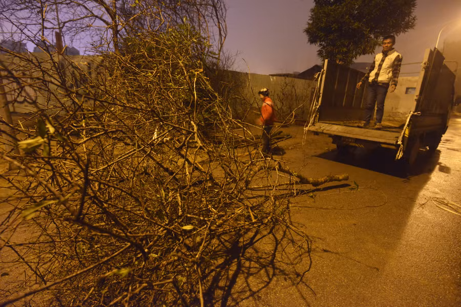 Trong khi đó tại đường Lạc Long Quân, các chợ hoa Tết của Hà Nội, đào rừng đã ồ ạt được chuyển về.