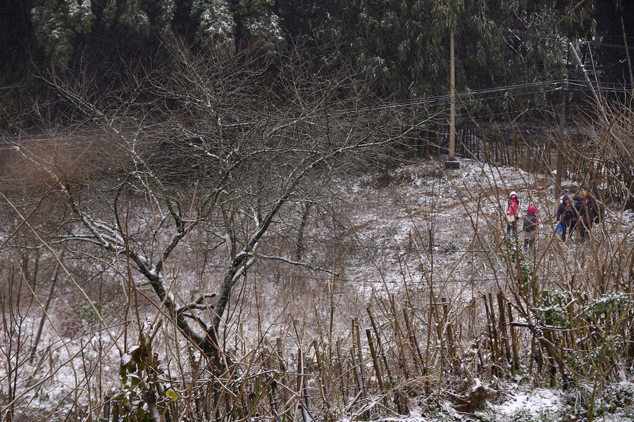 Trước Tết nửa tháng, những cây đào rừng tại Sa Pa (Lào Cai), Mộc Châu (Sơn La) bắt đầu được người dân bắt đầu cắt về xuôi đem bán.