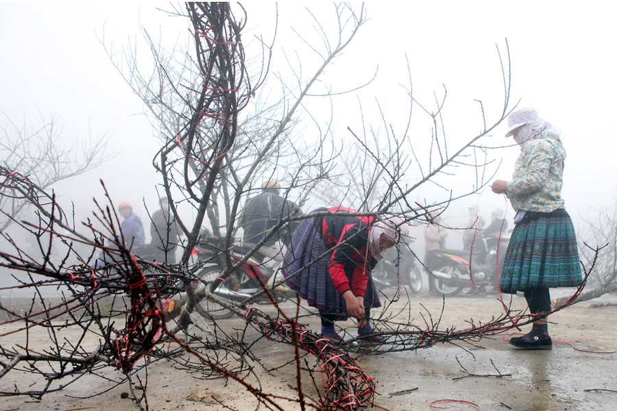 Quốc lộ 6 đoạn từ Mộc Châu về Hòa Bình tràn ngập đào rừng dọc hai bên đường những ngày giáp Tết âm lịch.