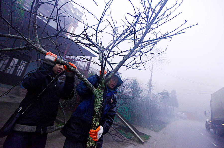 Người lên miền núi mua đào chủ yếu là dân buôn từ Hà Nội, Hải Phòng. Họ thường chọn cả cây lớn, sau đó đem cắt nhỏ từng cành. Có cây rao bán trên 20 triệu, cành nhỏ dao động từ 1 đến 5 triệu đồng.