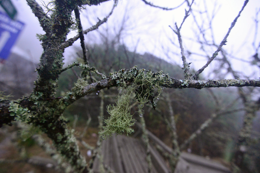 Đào rừng mốc meo, nhiều cây địa y mọc lên là đào cổ thụ lâu năm. Thân càng to, dáng đẹp có giá càng đắt.