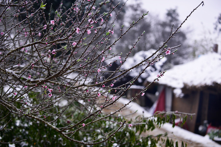Đào rừng có một vẻ đẹp riêng và những người đã trót mê đào rừng thì thường chỉ thấy loài hoa này đẹp, chê đào dưới xuôi.