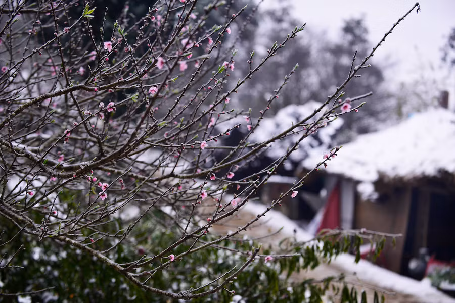 Đào rừng có một vẻ đẹp riêng và những người đã trót mê đào rừng thì thường chỉ thấy loài hoa này đẹp, chê đào dưới xuôi.
