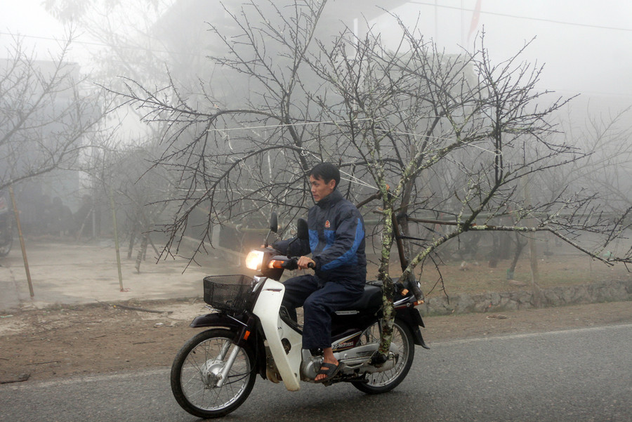 Trong khi đó tại Mộc Châu (Sơn La) nhiều người dân địa phương bắt đầu chở đào xuống phố bán. Đào được trồng chủ yếu tại các bản Tà Ôn, Tà Lỏn, Nậm Tôm, Pà Thẻn, Ba Phách.