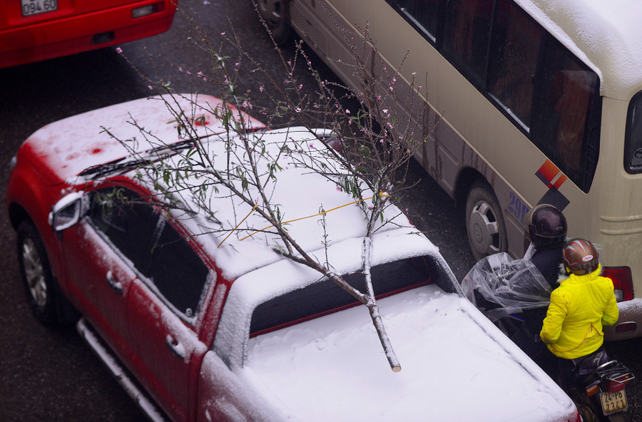 Nhiều người ở Hà Nội lên Sa Pa đi chơi mua đào về chơi Tết.