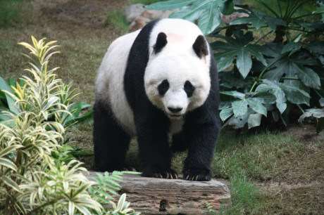 Gấu trúc panda không còn nằm trong diện có nguy cơ bị tuyệt chủng - Ảnh 5 Gau truc panda khong con nam trong dien co nguy co bi tuyet chung - Anh 5