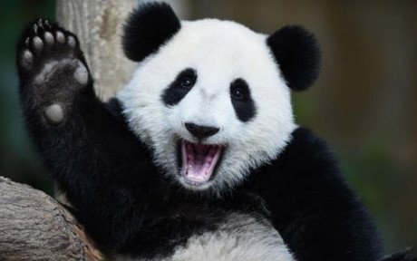 Gấu trúc panda không còn nằm trong diện có nguy cơ bị tuyệt chủng - Ảnh 12 Gau truc panda khong con nam trong dien co nguy co bi tuyet chung - Anh 12
