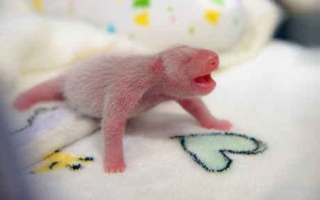 Gấu trúc panda không còn nằm trong diện có nguy cơ bị tuyệt chủng - Ảnh 2 Gau truc panda khong con nam trong dien co nguy co bi tuyet chung - Anh 2