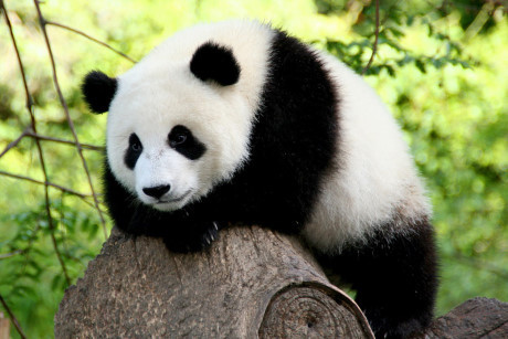 Gấu trúc panda không còn nằm trong diện có nguy cơ bị tuyệt chủng - Ảnh 13 Gau truc panda khong con nam trong dien co nguy co bi tuyet chung - Anh 13