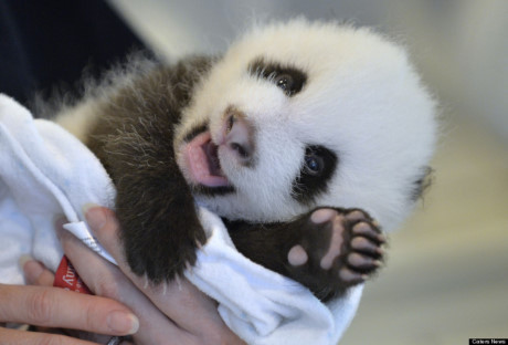 Gấu trúc panda không còn nằm trong diện có nguy cơ bị tuyệt chủng - Ảnh 9 Gau truc panda khong con nam trong dien co nguy co bi tuyet chung - Anh 9