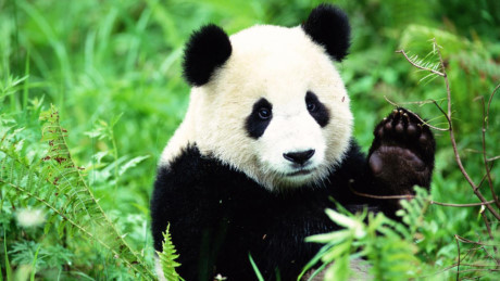Gấu trúc panda không còn nằm trong diện có nguy cơ bị tuyệt chủng - Ảnh 10 Gau truc panda khong con nam trong dien co nguy co bi tuyet chung - Anh 10