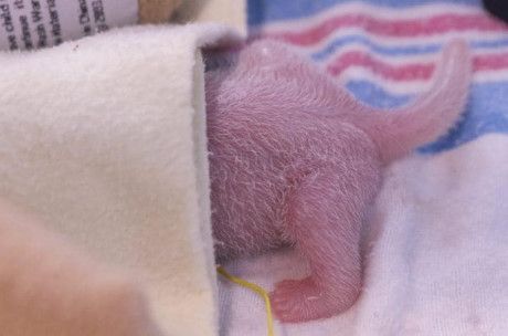 Gấu trúc panda không còn nằm trong diện có nguy cơ bị tuyệt chủng - Ảnh 4 Gau truc panda khong con nam trong dien co nguy co bi tuyet chung - Anh 4