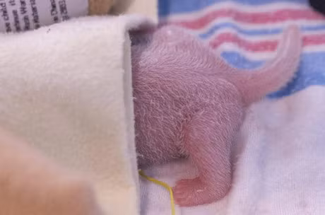 Gau truc panda khong con nam trong dien co nguy co bi tuyet chung - Anh 4