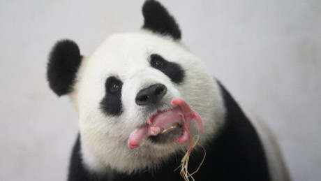 Gấu trúc panda không còn nằm trong diện có nguy cơ bị tuyệt chủng - Ảnh 1 Gau truc panda khong con nam trong dien co nguy co bi tuyet chung - Anh 1